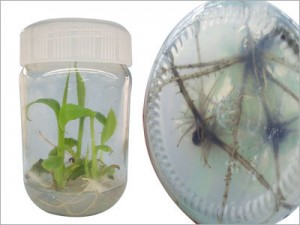Banana-Tissue-Culture-Rooting-Stage